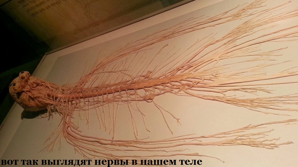 Нервная система человека